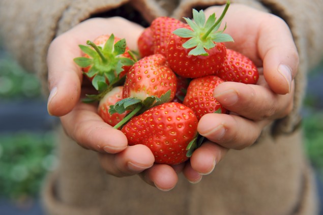 Les fraises, des bijoux pour les Japonais!