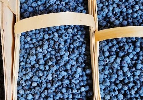 wild_blueberry.10fa0e25